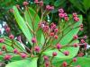 Λατρεύετε τη δενδροφύτευση και τη φροντίδα στο σπίτι Τα σημάδια του Synadenium love tree