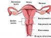 Промени в шийката на матката в ранна бременност Плътна матка в ранна бременност